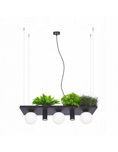 Lampa wisząca PLANT E14, pięciopłomienna, regulowana wysokość, czarna, elegancki design, Zuma Line