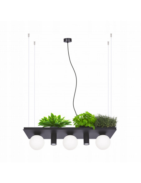 Lampa wisząca PLANT E14, pięciopłomienna, regulowana wysokość, czarna, elegancki design, Zuma Line